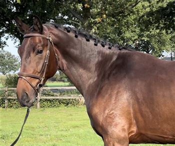 来自道格拉斯 x 斯巴达克斯的美丽大型 3.5 岁种马