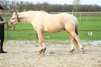 帕洛米诺 E 小马骟马，童话般的马！