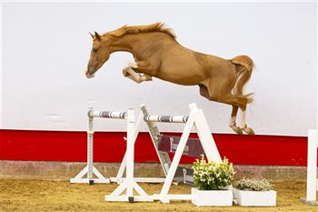 一匹跳跃力极强的运动马